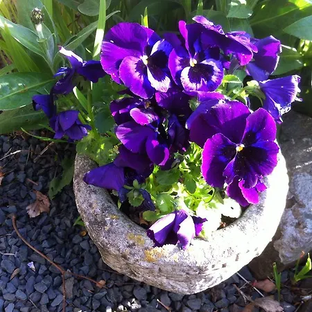 Alojamento de Acomodação e Pequeno-almoço Stockghyll 4*