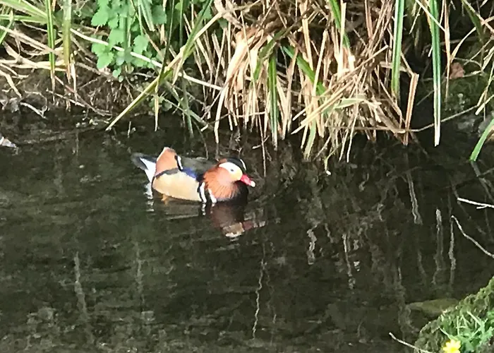 Stockghyll 4* باونيس أون وينديرمير