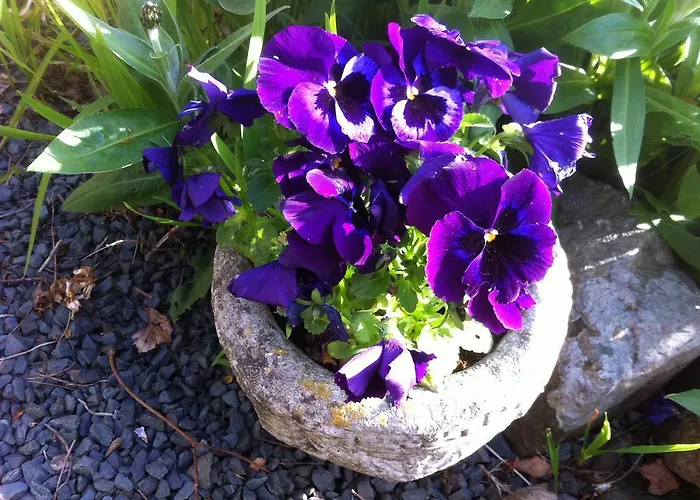 فندق مبيت وإفطار Stockghyll 4*